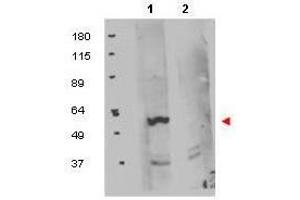 Western blot using  protein A purified anti-FKBP8 antibody shows detection of exogenous FKBP8 in 50 µg of HEK293T whole cell lysate (lane 1).