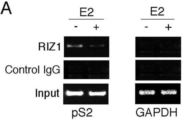 PRDM2 antibody  (AA 1-347)
