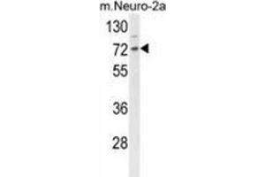Image no. 1 for anti-DnaJ (Hsp40) Homolog, Subfamily C, Member 2 (DNAJC2) (AA 233-263), (Middle Region) antibody (ABIN955758)