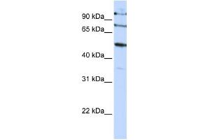 Image no. 2 for anti-F-Box Protein 5 (FBXO5) (C-Term) antibody (ABIN2774700)