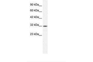 Image no. 2 for anti-Mortality Factor 4 Like 2 (MORF4L2) (AA 67-116) antibody (ABIN202164)