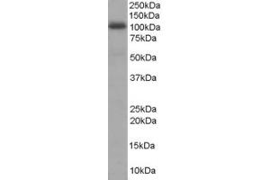Image no. 1 for anti-A Kinase (PRKA) Anchor Protein 8 (AKAP8) (N-Term) antibody (ABIN185207)