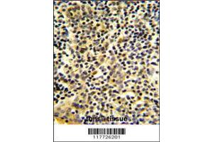 Image no. 2 for anti-Bactericidal/Permeability Increasing Protein (BPI) (AA 293-324) antibody (ABIN653003)