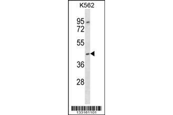 anti-Olfactory Receptor, Family 13, Subfamily F, Member 1 (OR13F1) (AA 244-272), (C-Term) antibody