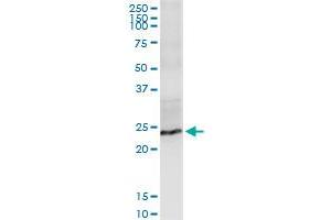 Immunoprecipitation of FGF19 transfected lysate using anti-FGF19 MaxPab rabbit polyclonal antibody and Protein A Magnetic Bead , and immunoblotted with FGF19 purified MaxPab mouse polyclonal antibody (B02P) .