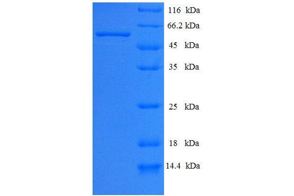 Calpain 2, (M/II) Large Subunit (CAPN2) (AA 1-324) protein (His tag)