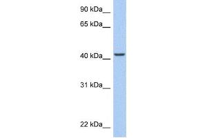Image no. 1 for anti-AT Rich Interactive Domain 3C (BRIGHT-Like) (ARID3C) antibody (ABIN2459405)