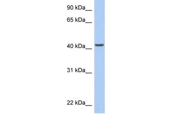 anti-AT Rich Interactive Domain 3C (BRIGHT-Like) (ARID3C) antibody