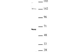 Image no. 1 for anti-GATA Binding Protein 6 (GATA6) (N-Term) antibody (ABIN6971678)