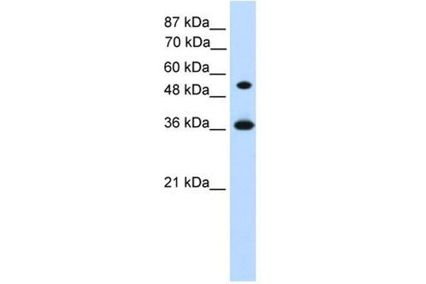 HOXC11 Antikörper  (Middle Region)