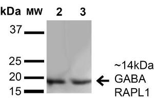 Image no. 2 for anti-GABA(A) Receptor-Associated Protein Like 1 (GABARAPL1) (AA 5-16) antibody (Atto 390) (ABIN5065922)