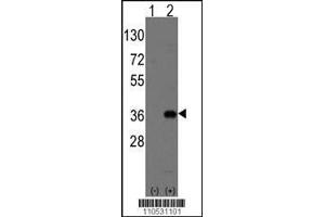 Image no. 2 for anti-Msh Momeobox 2 (Msx2) (AA 191-222), (C-Term) antibody (ABIN1881555)