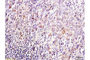 Image no. 1 for anti-Dual Specificity Phosphatase 1 (DUSP1) (AA 151-250) antibody (ABIN735368)