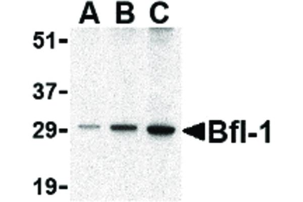 BCL2A1 antibody  (C-Term)