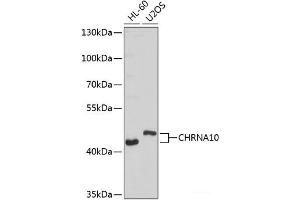 Western blot analysis of extracts of various cell lines using CHRNA10 Polyclonal Antibody at dilution of 1:1000.