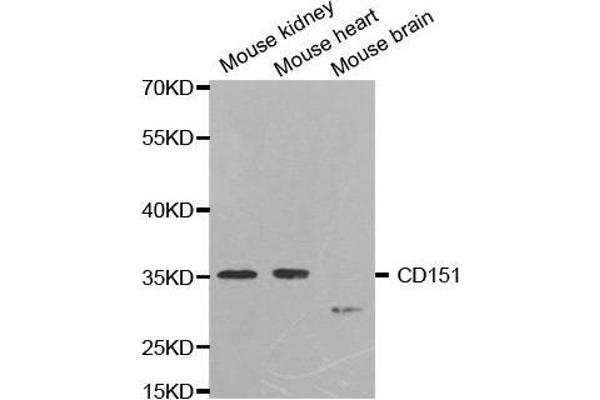 CD151 antibody  (AA 113-221)