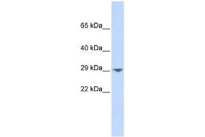 KCNN2 Antikörper  (Middle Region)