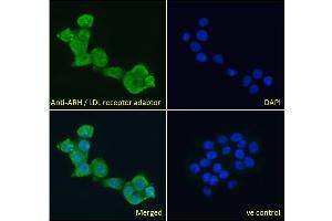Image no. 3 for anti-Low Density Lipoprotein Receptor Adaptor Protein 1 (LDLRAP1) (N-Term) antibody (ABIN185037)