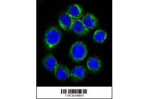 Immunofluorescence (IF) image for anti-Erythropoietin Receptor (EPOR) (Center) antibody (ABIN2160973)