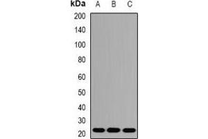 Image no. 2 for anti-Amino-terminal Enhancer of Split (AES) antibody (ABIN3197865)