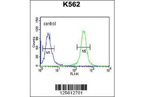 Image no. 2 for anti-Heat Shock Protein 90kDa beta (Grp94), Member 1 (HSP90B1) (N-Term) antibody (ABIN2439741)