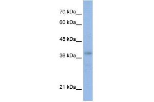 anti-POU Domain, Class 4, Transcription Factor 2 (POU4F2) (N-Term) antibody