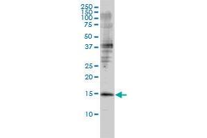 GMFB antibody  (AA 1-154)