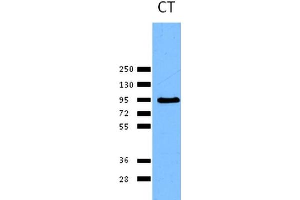 Calnexin antibody  (C-Term)