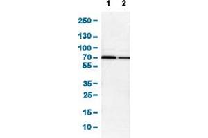 Image no. 4 for anti-SMAD Family Member 4 (SMAD4) (AA 118-240) antibody (ABIN5774336)