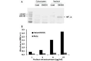 Transcription factor activity assay of HIF-1α from nuclear extracts of HeLa cells or HeLa cells treated with DMOG (1mM) for 4 hr.