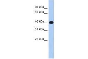 ERMN antibody  (AA 215-264)