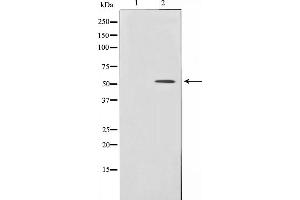 BMP3 antibody  (Internal Region)