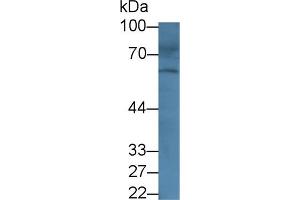 Image no. 1 for anti-ATP-Binding Cassette, Sub-Family G (WHITE), Member 4 (ABCG4) (AA 59-301) antibody (ABIN5013202)