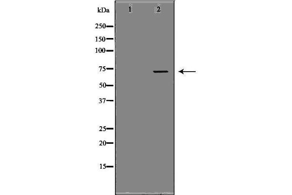 PROS1 antibody  (N-Term)