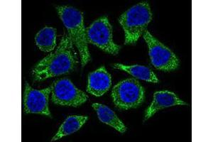 Image no. 1 for anti-Guanylate Cyclase 1 Soluble Subunit Alpha (GUCY1A1) (AA 22-214) antibody (ABIN1724788)