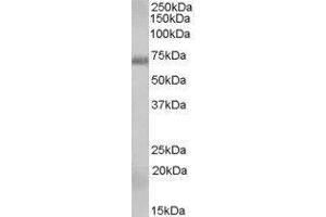 Western Blotting (WB) image for RAD9 Homolog A (S. Pombe) (RAD9A) peptide (ABIN369636)