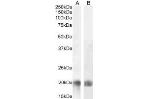 Image no. 2 for anti-Tumor Necrosis Factor (Ligand) Superfamily, Member 14 (TNFSF14) (Internal Region) antibody (ABIN571046)