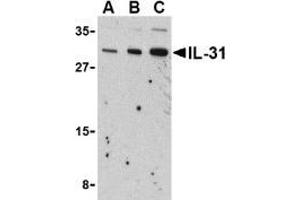 Image no. 2 for anti-Interleukin 31 (IL31) (N-Term) antibody (ABIN500004)