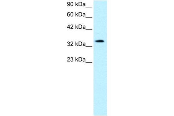 anti-PRKC, Apoptosis, WT1, Regulator (PAWR) (Middle Region) antibody