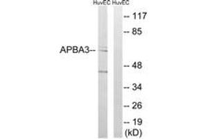 Image no. 1 for anti-Amyloid beta (A4) Precursor Protein-Binding, Family A, Member 3 (APBA3) (AA 361-410) antibody (ABIN1534628)