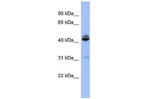 Image no. 1 for anti-SH3-Domain GRB2-Like 1 (SH3GL1) (N-Term) antibody (ABIN2786765)