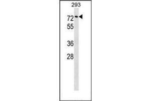 Image no. 1 for anti-Copine III (CPNE3) (AA 506-533), (C-Term) antibody (ABIN951661)
