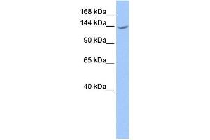Image no. 1 for anti-Cache Domain Containing 1 (CACHD1) (N-Term) antibody (ABIN635475)