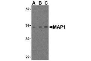 Image no. 1 for anti-Mannosidase Processing 1 (MAP1) (Middle Region) antibody (ABIN1030994)