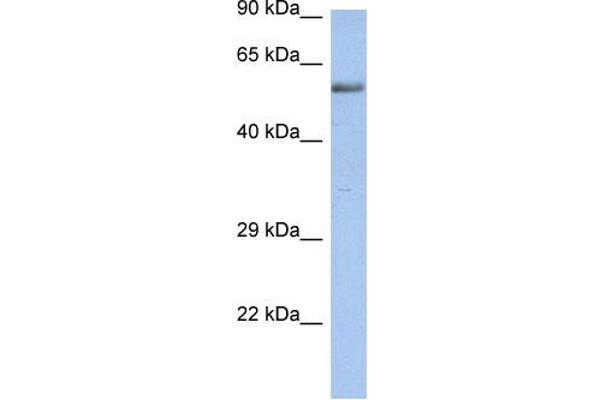 anti-Zinc Finger Protein 513 (ZNF513) (N-Term) antibody