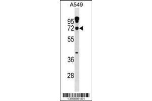 Image no. 1 for anti-Zinc Finger Protein 805 (ZNF805) (AA 129-157), (N-Term) antibody (ABIN1539012)