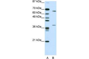 Image no. 1 for anti-Grainyhead-Like 3 (GRHL3) antibody (ABIN2461911)