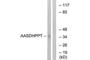 Image no. 1 for anti-Aminoadipate-Semialdehyde Dehydrogenase-phosphopantetheinyl Transferase (AASDHPPT) (AA 11-60) antibody (ABIN1534997)