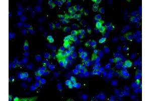 Immunofluorescence (Cultured Cells) (IF (cc)) image for anti-Caspase 8 (CASP8) (AA 411-482) antibody (ABIN724205)