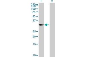 Western Blot analysis of BXDC1 expression in transfected 293T cell line by BXDC1 MaxPab polyclonal antibody.